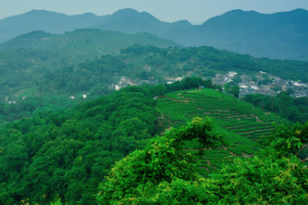 杨梅岭