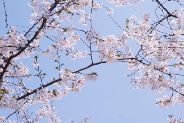 2021武汉赏樱花的地方有哪些