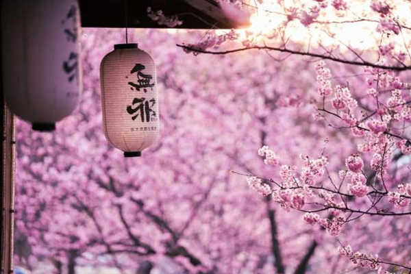 无锡鼋头渚樱花节2021 附交通指南攻略