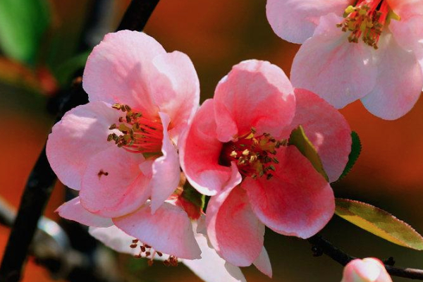 眉山春季赏花好去处 眉山春季赏花地点推荐2021