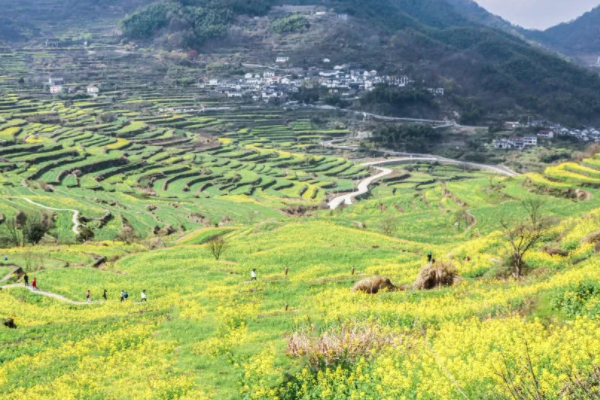 2021绍兴油菜花梯田在哪里 绍兴油菜花去哪里看