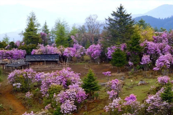 香格里拉杜鹃花什么时候开 2021香格里拉哪里有杜鹃花看