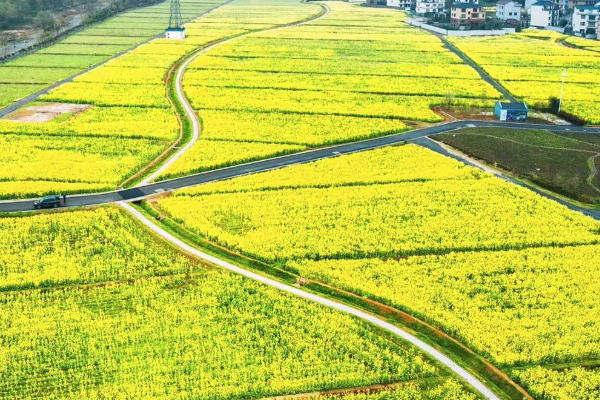 2021年四月温州油菜花哪里好看-最佳拍摄点
