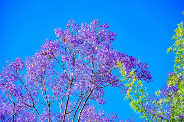 5月昆明赏花去哪里 2021昆明蓝花楹最佳观赏时间及地点