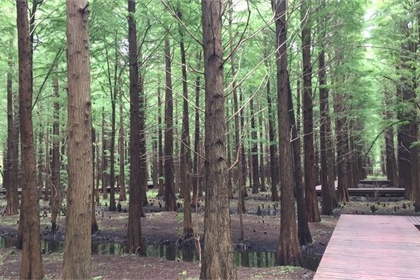 金湖水上森林景区