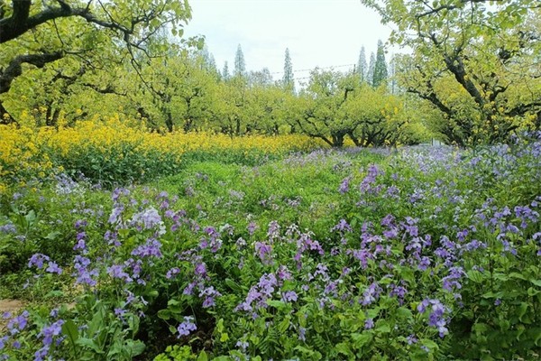 柳树湾风景区
