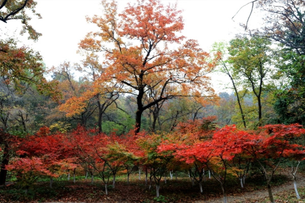 2021南京栖霞山红枫节时间-活动亮点