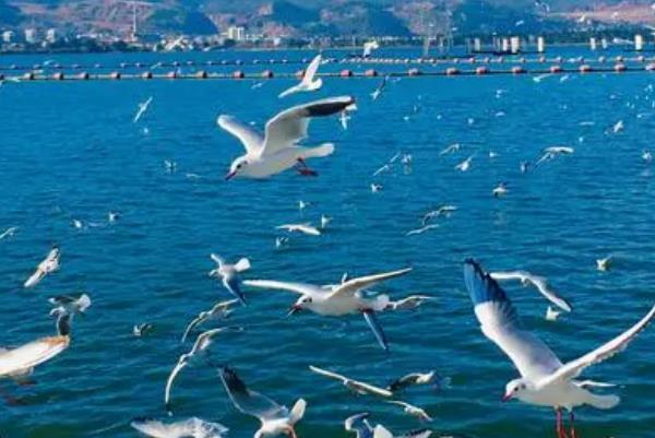 2021昆明海鸥最佳观赏地