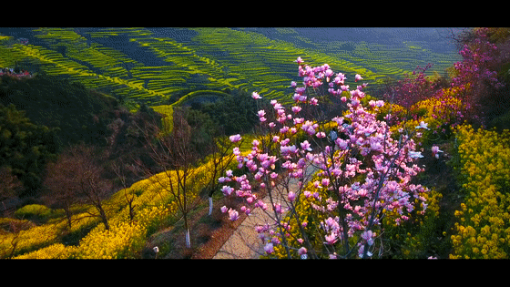 2023年婺源油菜花什么时候开?这份最全的婺源赏花攻略赶快收藏(附最新花情) 2023年婺源油菜花什么时候开?这份最全的婺源赏花攻略赶快收藏(附最新花情)